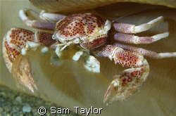Porcelain crab feeding, somewhere in the muck.... by Sam Taylor 